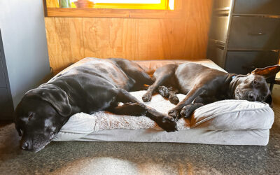 another day of chaos and disruption