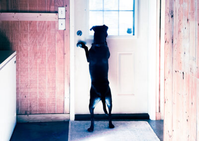 I kept Hugo alive: week 9