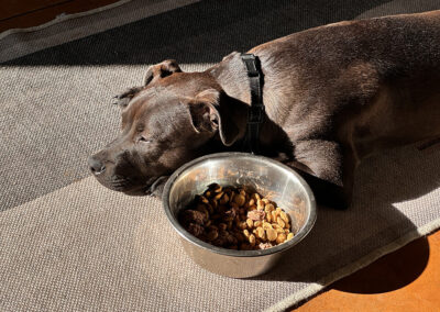 Hugo's not hungry: week #12