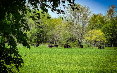 is a slower pace calming or boring?