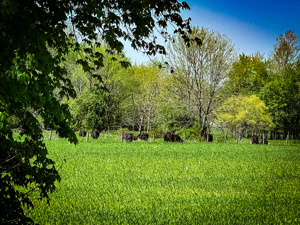 cows not privacy fences