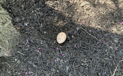 proof the easter bunny is real