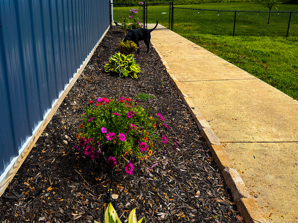hostas are growing
