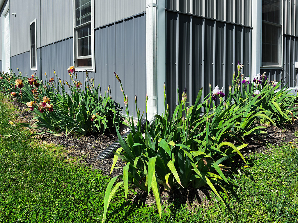 irises in bloom