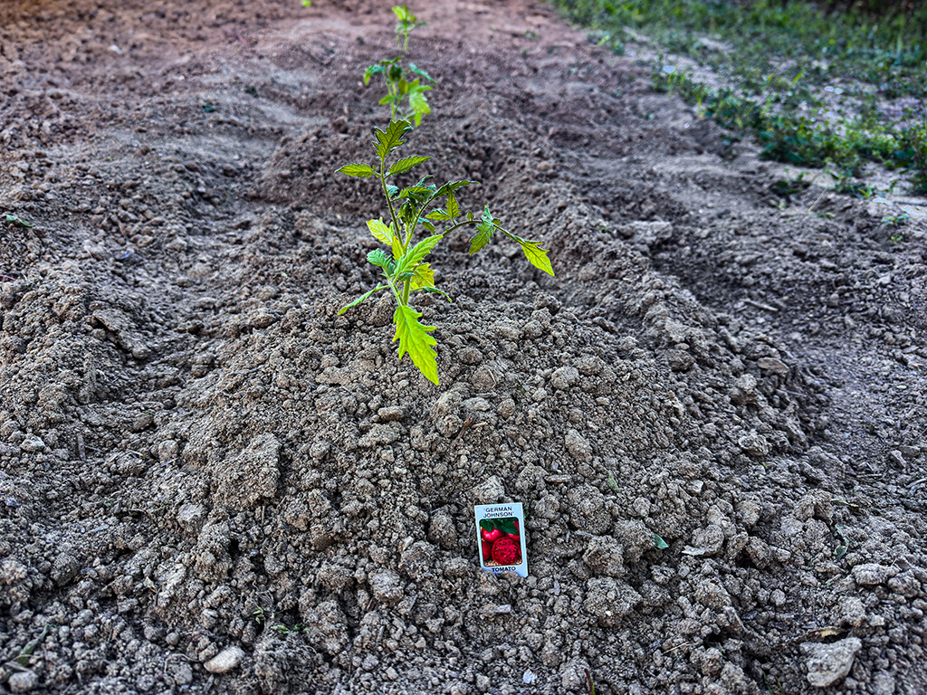 tomato plants in the ground