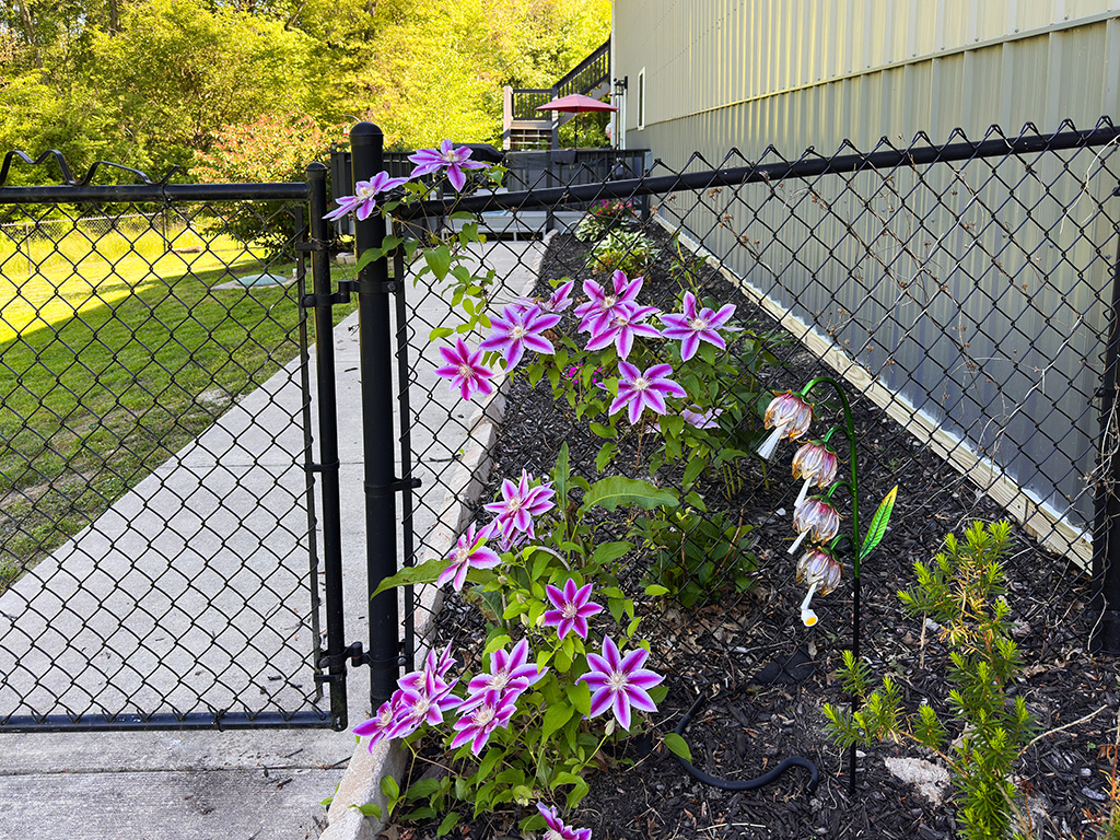 pretty flowers