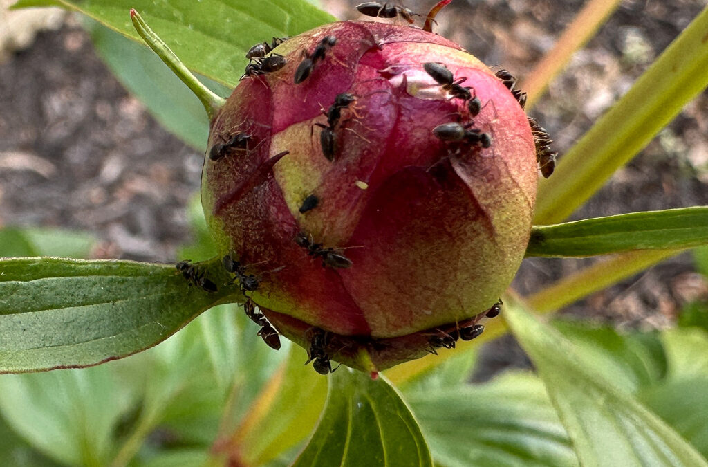 biological mutualism on display at barndo