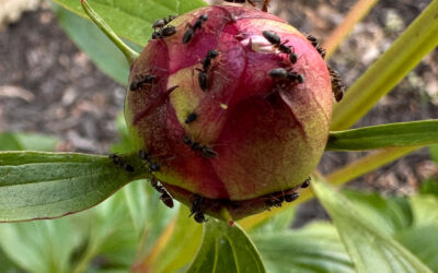 biological mutualism on display at barndo