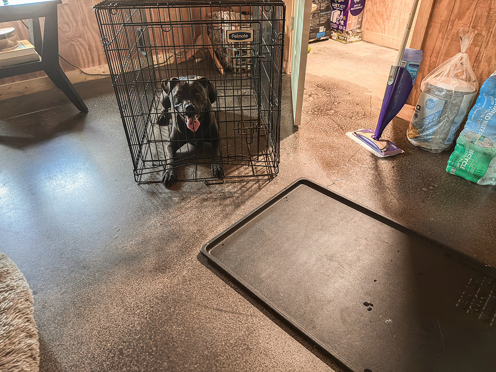 Hugo hates the crate