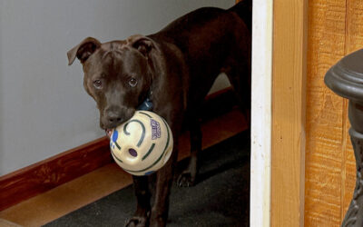 it’s like a popping lawn mower