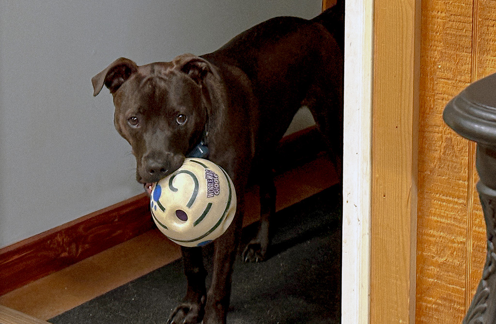hugo and his wobble ball