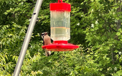 the peony problem and a mean woodpecker