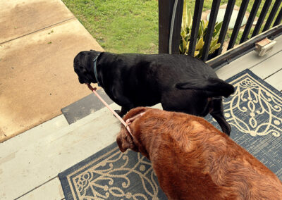 Merida helps Dharma down the step