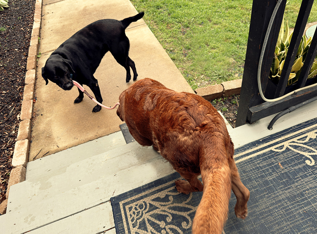 Merida is a helper dog