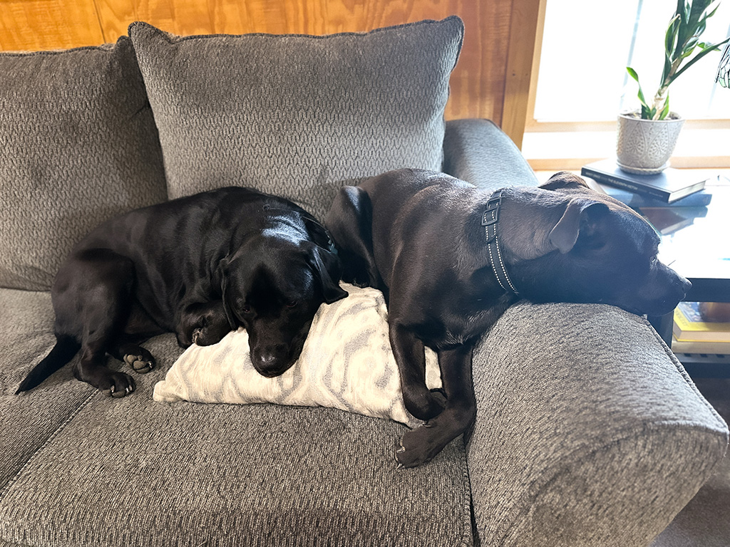 tired hounds