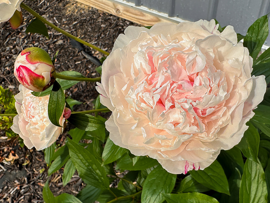 peony in bloom
