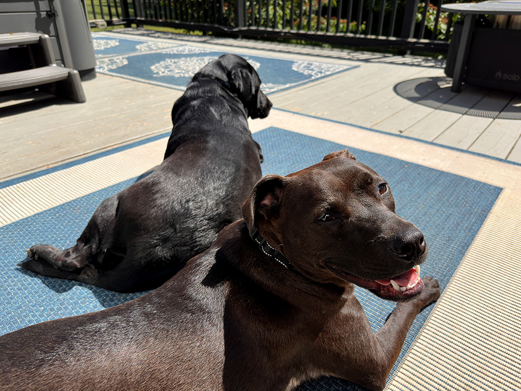 helper puppies