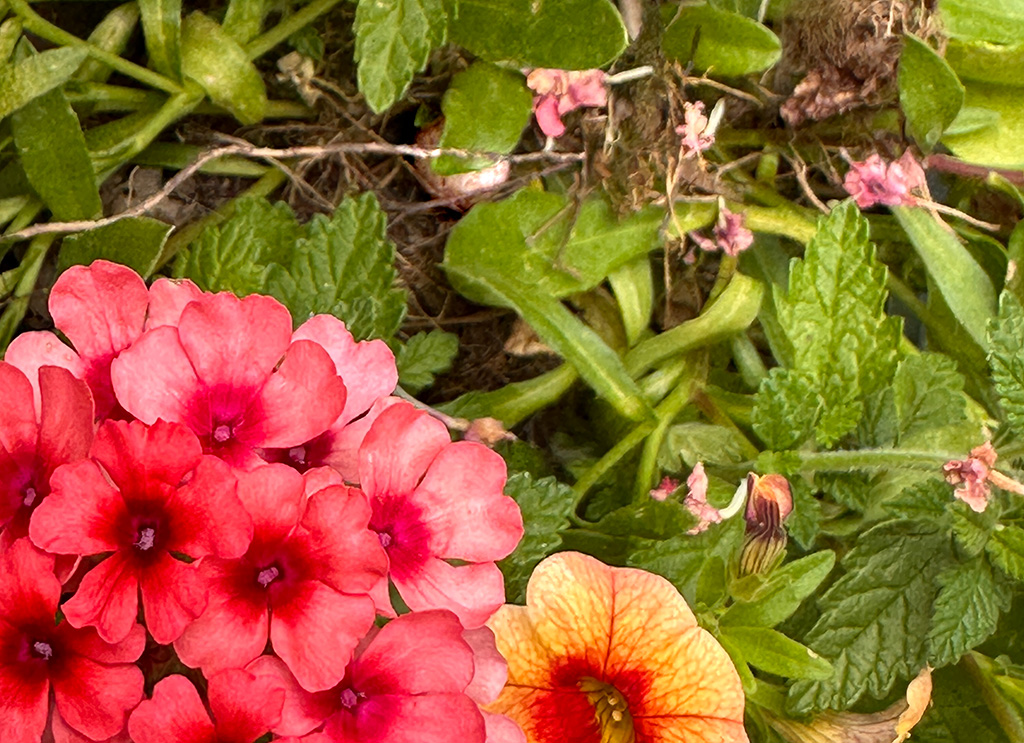 titmouse egg in flowers