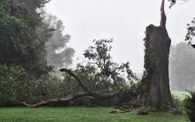 today, my mom turns 49… sort of