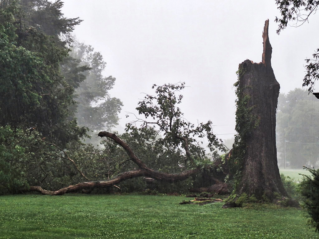 tree down at NaLona's house