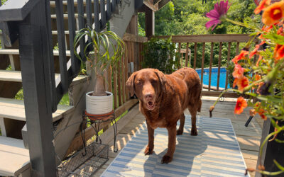 old aged dogs that live with toddler puppies