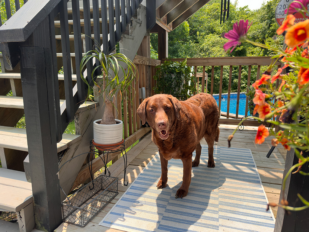 Tanning on the deck: week #22 Dharma feeling good: week#23