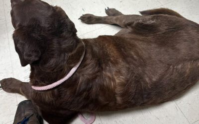 dharma’s big day out: to the vet