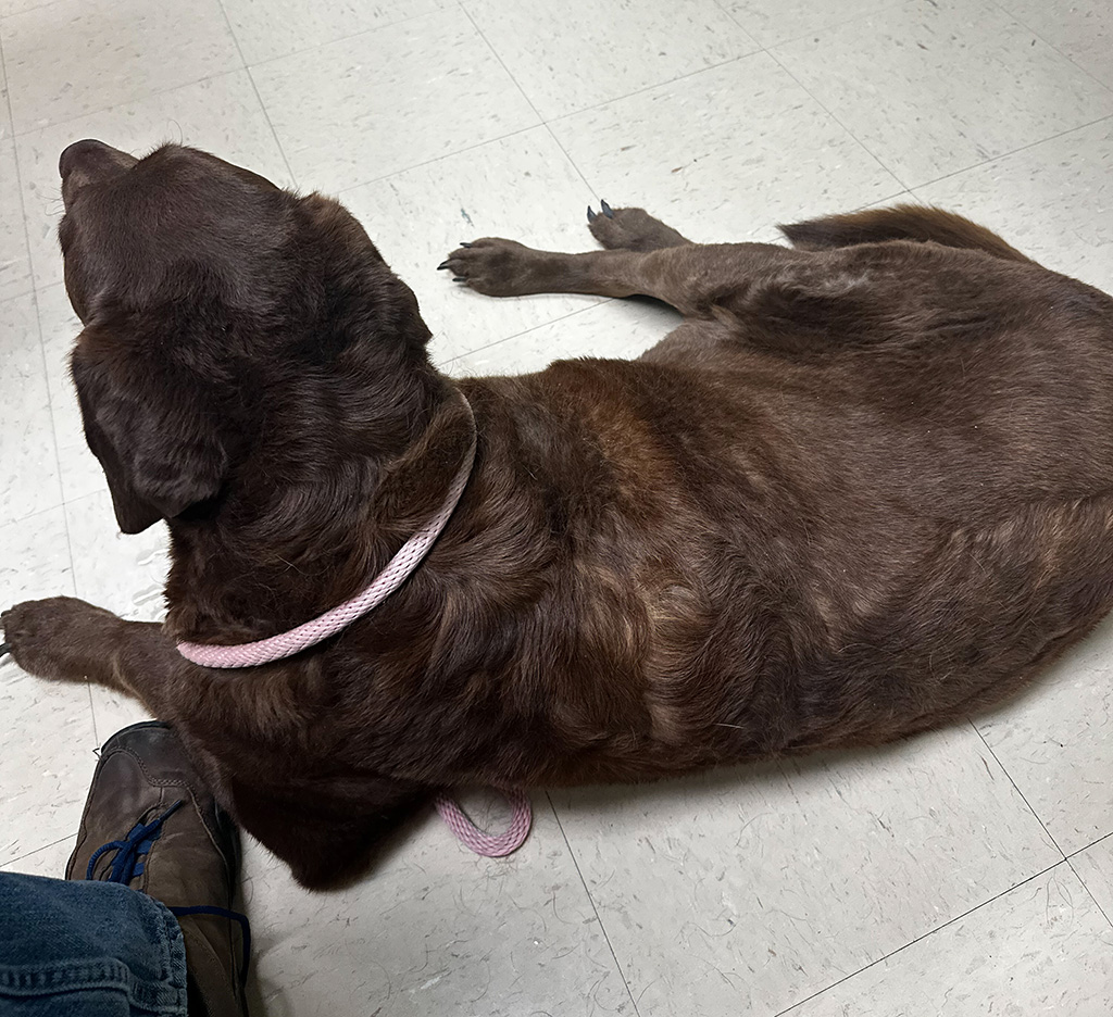 Dharma at the vet