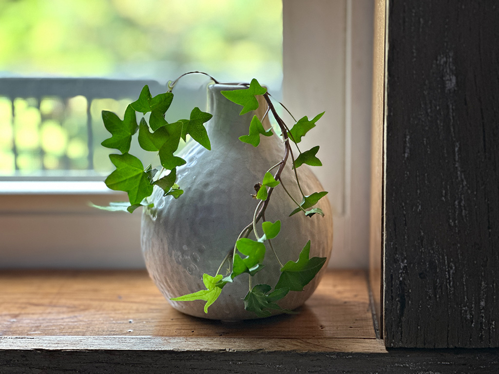 vines in vase