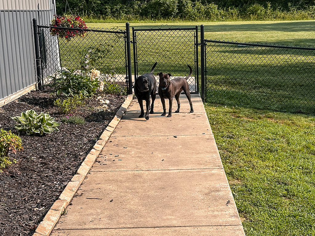 the bad puppies