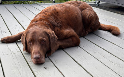 the vet said dharma passed her test