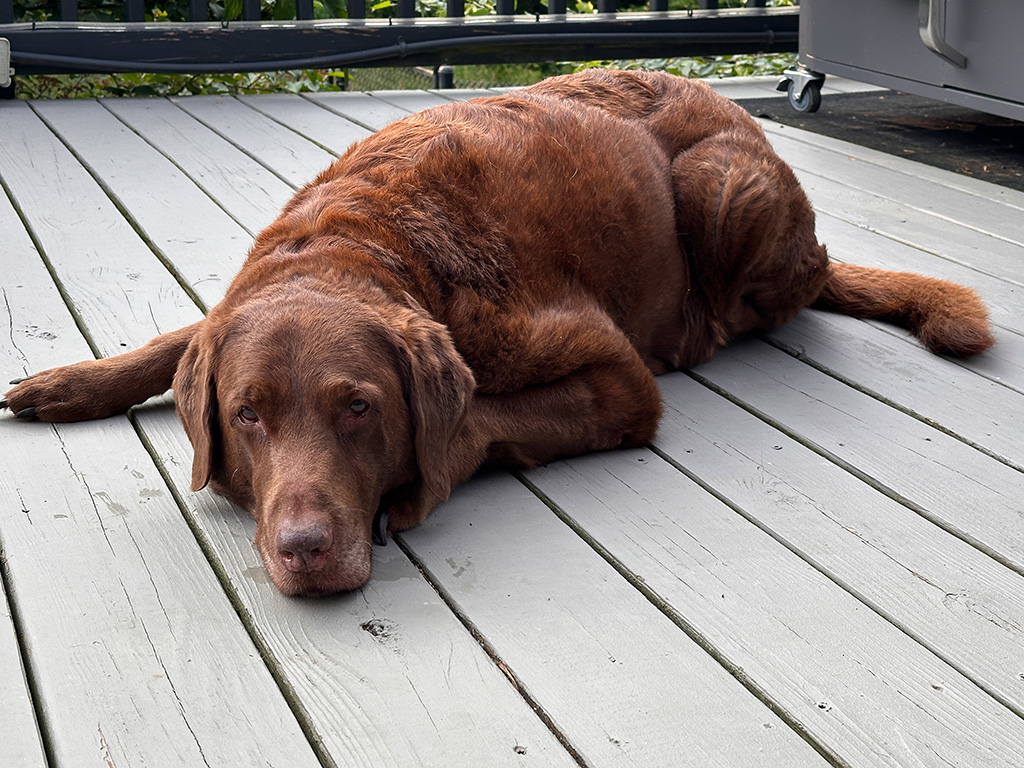 Dharma on the deck