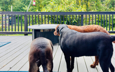 being overweight diminishes escape chances