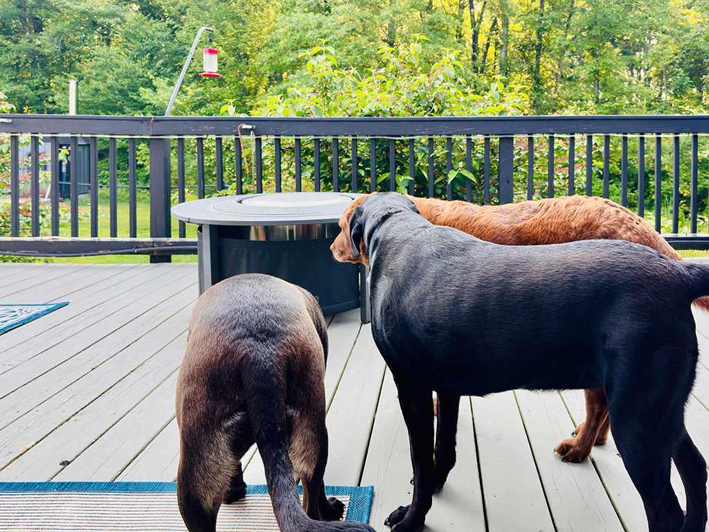 3 dogs