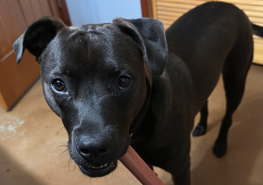 Hugo and his bone
