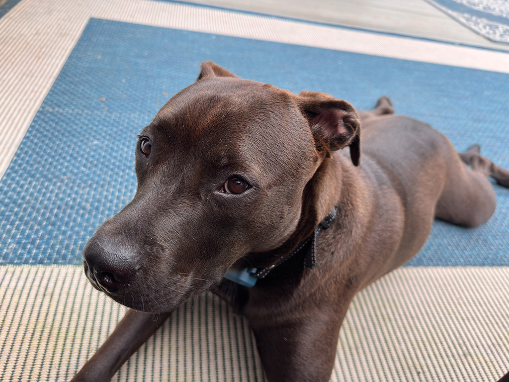 Hugo looks innocent