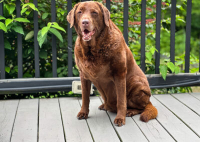 Dharma stays home: week #26