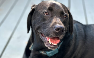 entire post dedicated to things i didn’t know