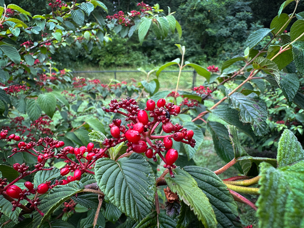 viburnum bush