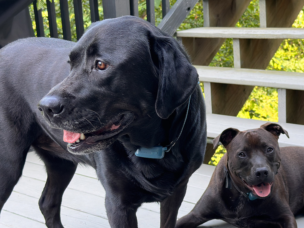 Merida & Hugo, moral support team