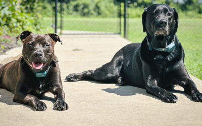 from scripts to streams: AI and prime video