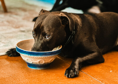 lazy boy, Hugo: week #28