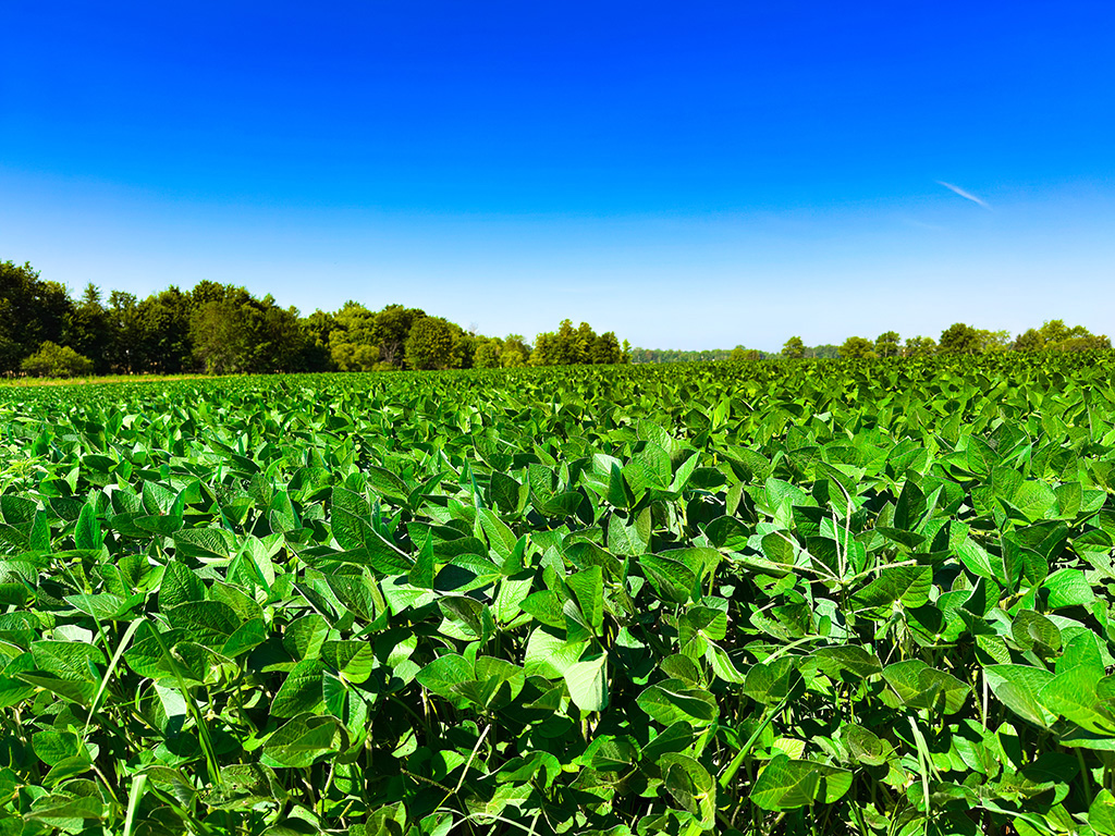 summer bean field