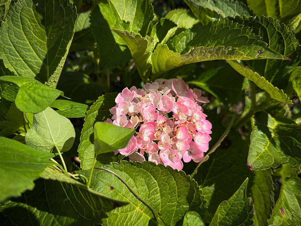 gardening for seniors