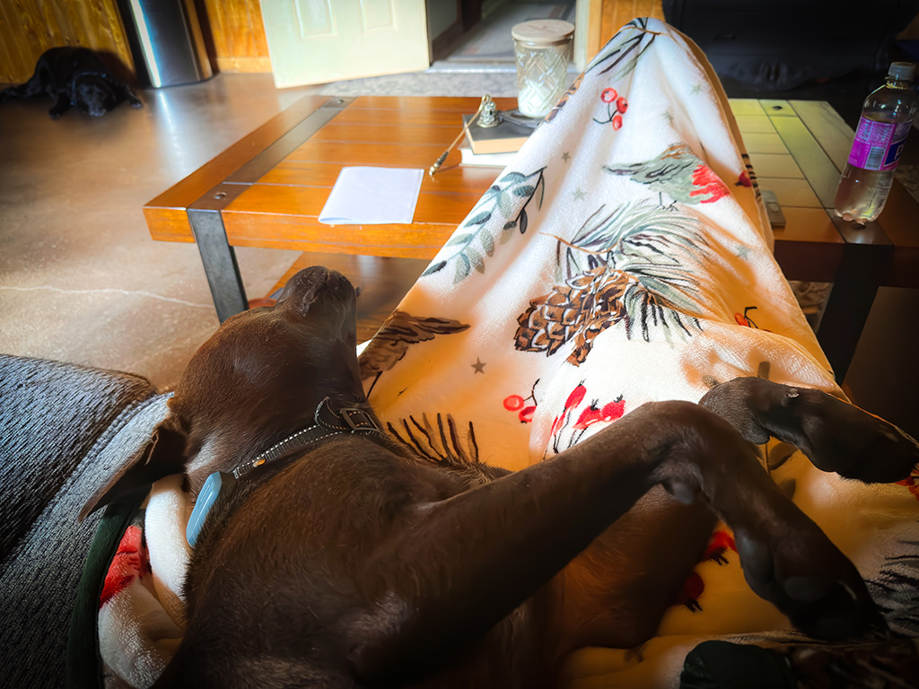 Hugo wants to be close.