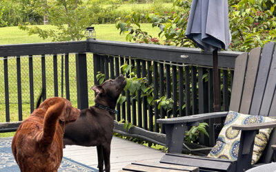 buried in the backyard: rural smells