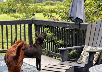 Hugo VS Umbrella: week #29