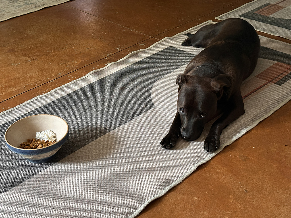 Hugo the picky eater.