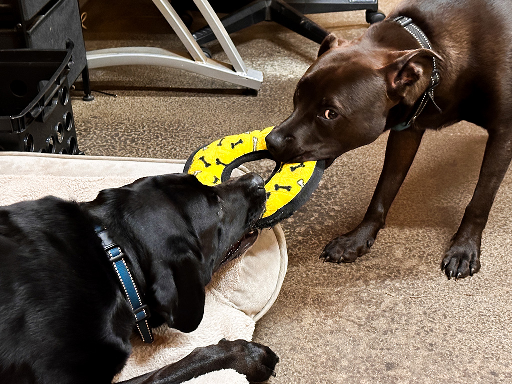 Merida and Hugo with a new toy