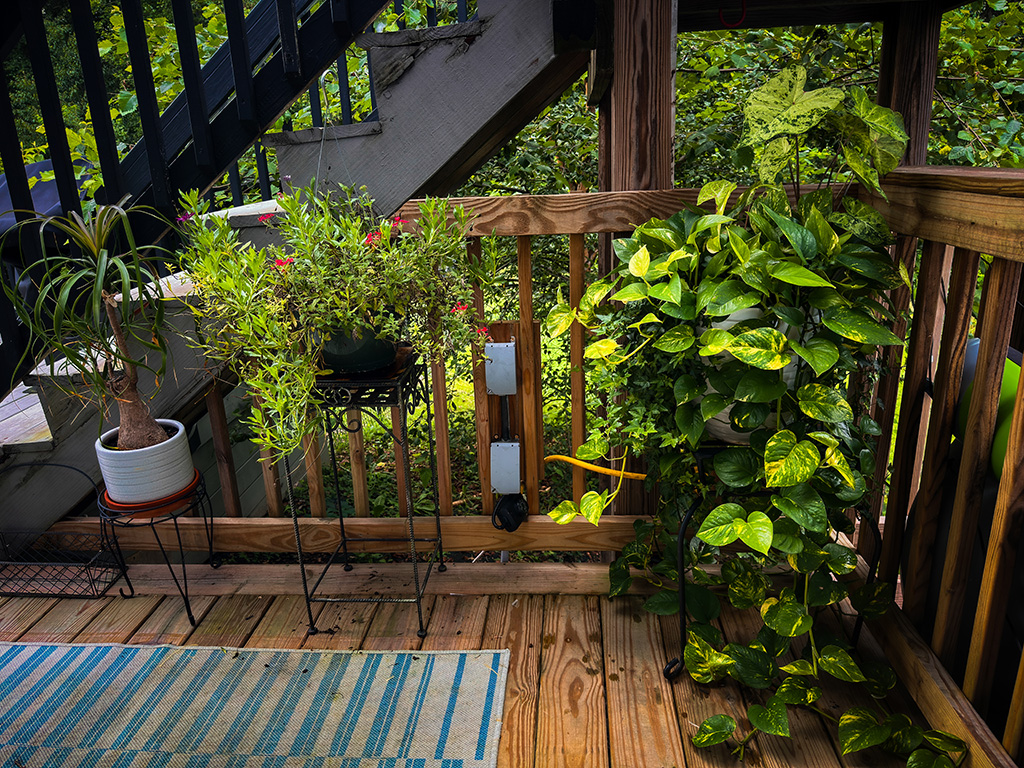 outdoor plants thriving